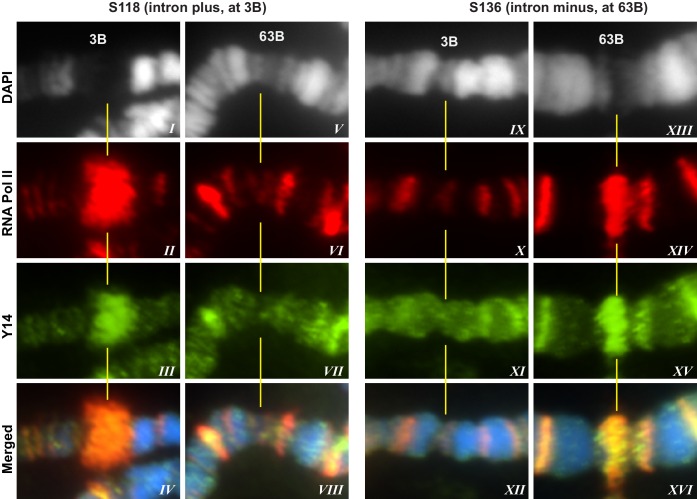 Figure 3—figure supplement 1.