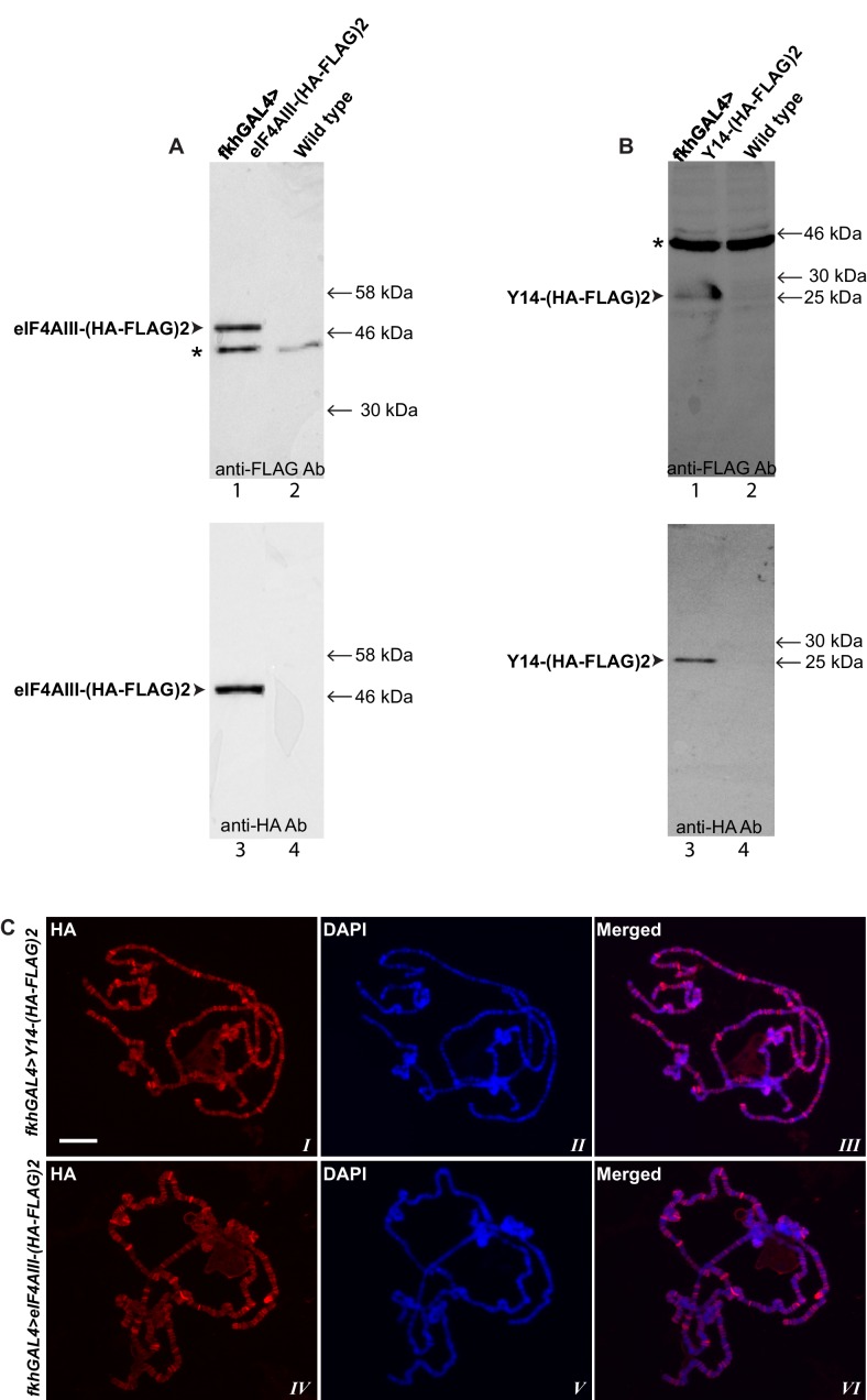 Figure 1—figure supplement 3.