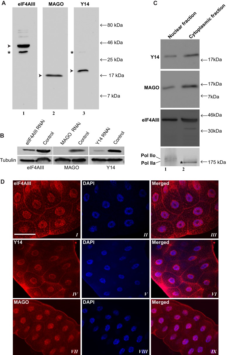 Figure 1—figure supplement 1.