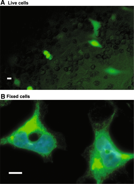 Fig. 2