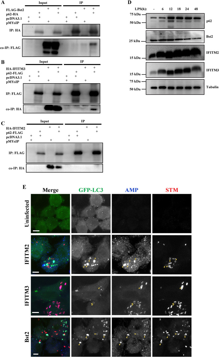 FIGURE 9: