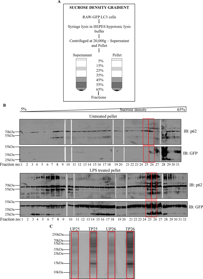 FIGURE 5: