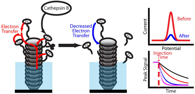 graphic file with name nihms-1026064-f0001.jpg