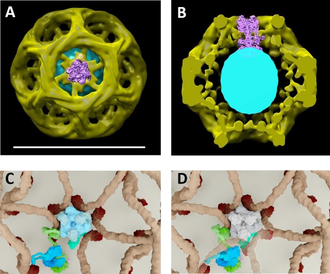 Figure 4—figure supplement 2.