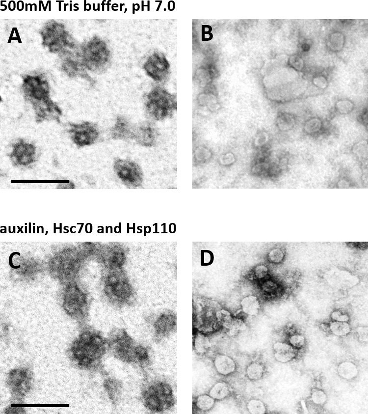 Figure 4—figure supplement 1.