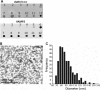 Figure 1—figure supplement 1.