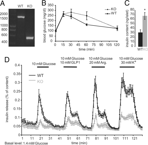 Role of furin in granular acidification in the endocrine pancreas ...