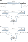 Structure of the models of the life cycles of (a) mussels, (b) M. intestinalis, (c) M. orientalis.