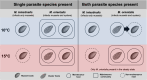 Graphic summary of our results on the maintenance of M. intestinalis and M. orientalis at the two temperature scenarios.