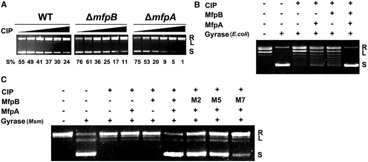 Figure 7.