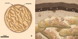 Fig. 9