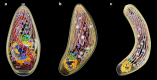 Fig. 2
