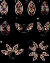 Fig. 8