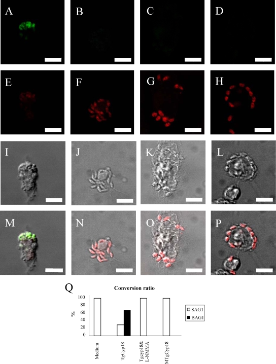 FIG. 6.