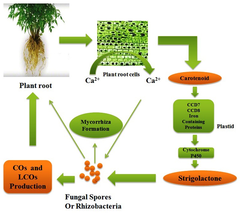 FIGURE 3