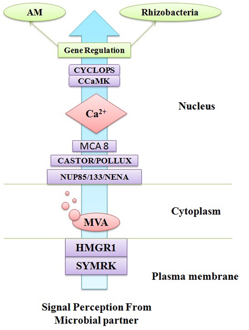 FIGURE 2