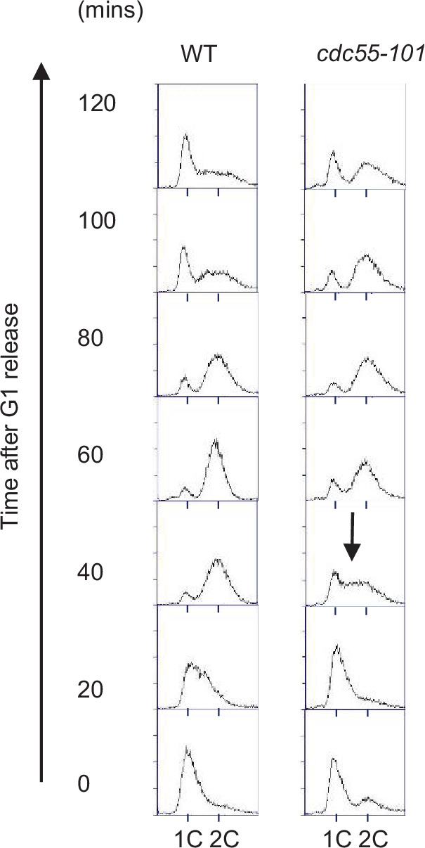 Figure 3—figure supplement 2.