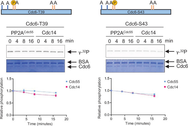 Figure 4—figure supplement 2.