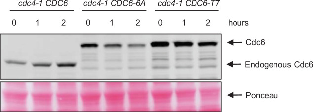 Figure 3—figure supplement 1.