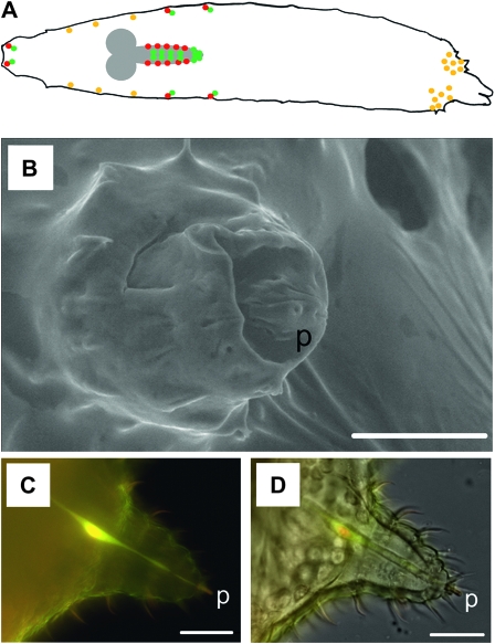 Figure 7.—