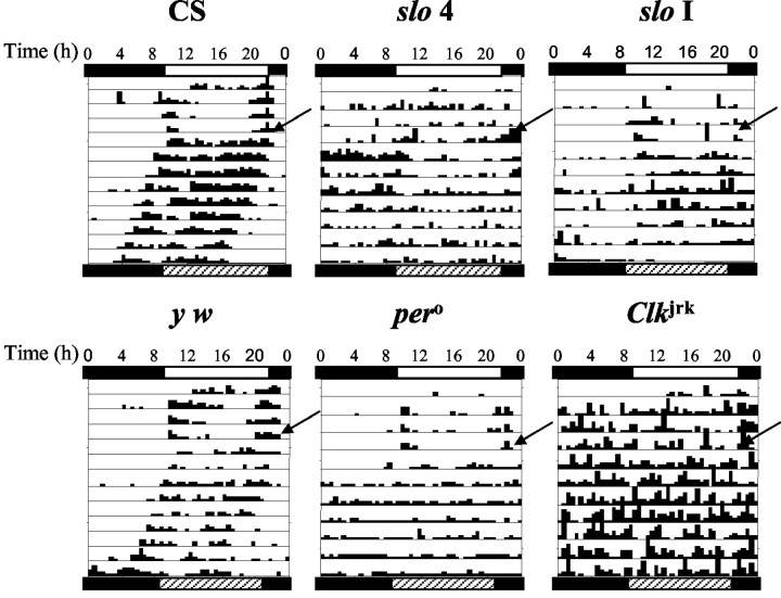 Fig. 5.