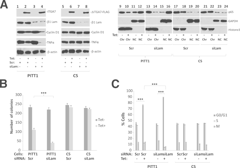 Figure 7