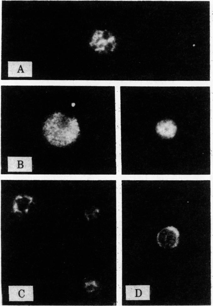 graphic file with name pnas00655-0514-a.jpg