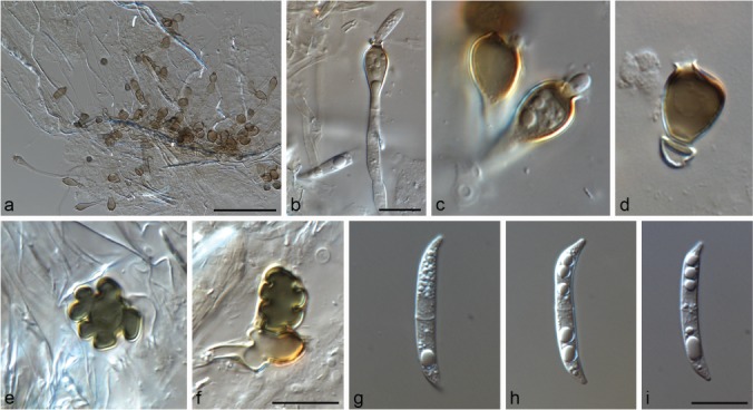 Fig. 10