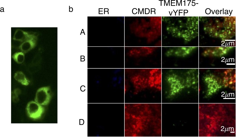 Figure 2—figure supplement 2.