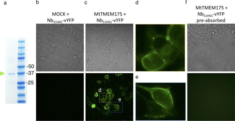 Figure 2—figure supplement 3.