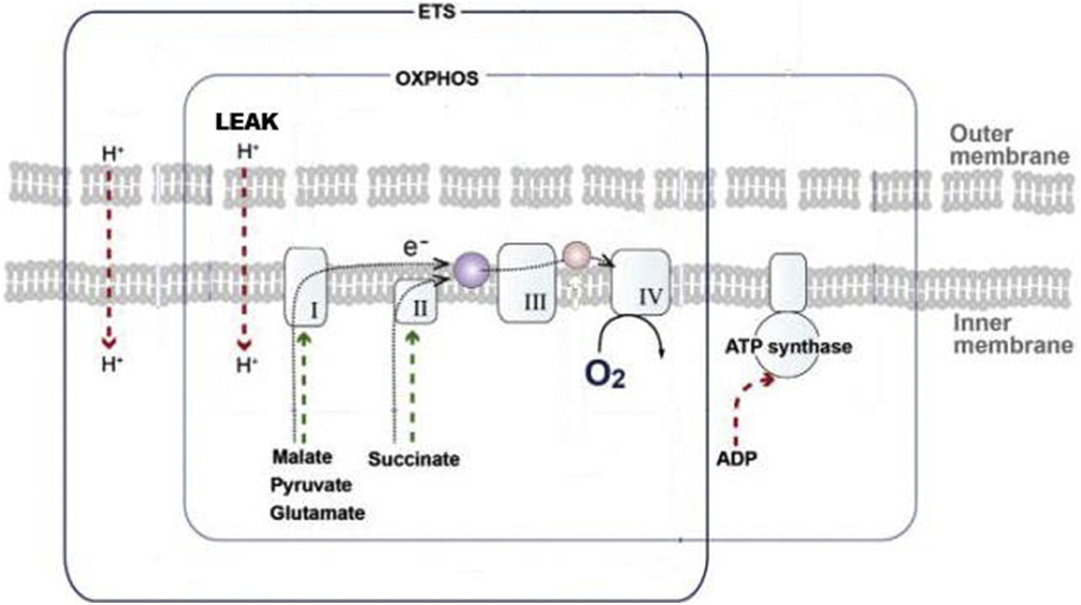 FIGURE 1.