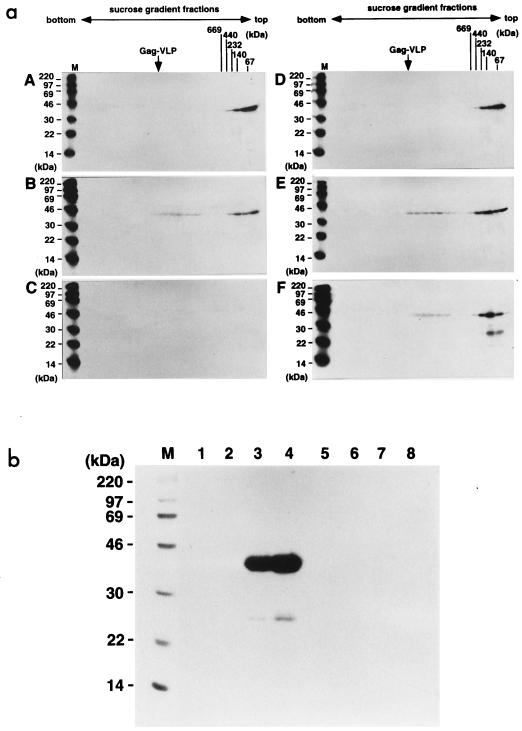 FIG. 6