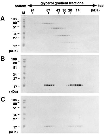 FIG. 5