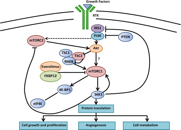 Targeting the mTOR Signaling Pathway in Neuroendocrine Tumors - PMC