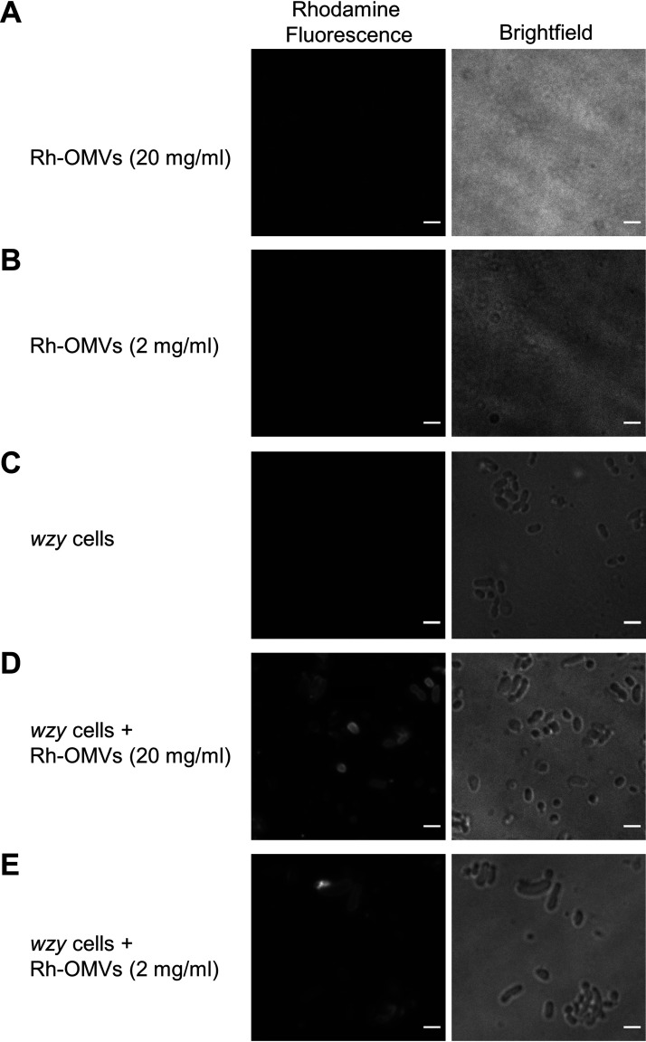 FIG 6