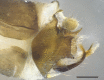 Figure 7d.