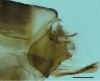 Figure 7b.
