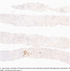 Fig. 2c