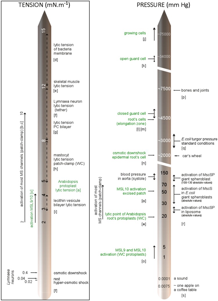 FIGURE 4