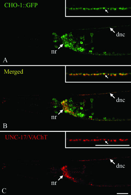 Figure 3.—