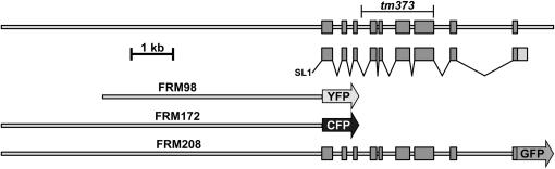 Figure 1.—