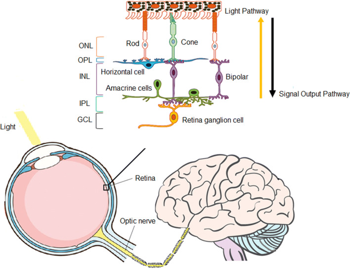 Fig. 1