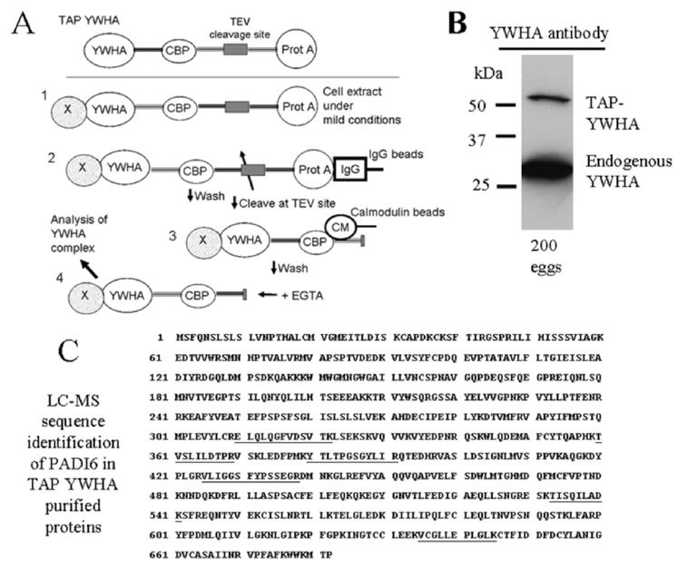 FIG. 7