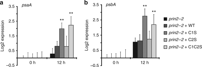 Fig. 6