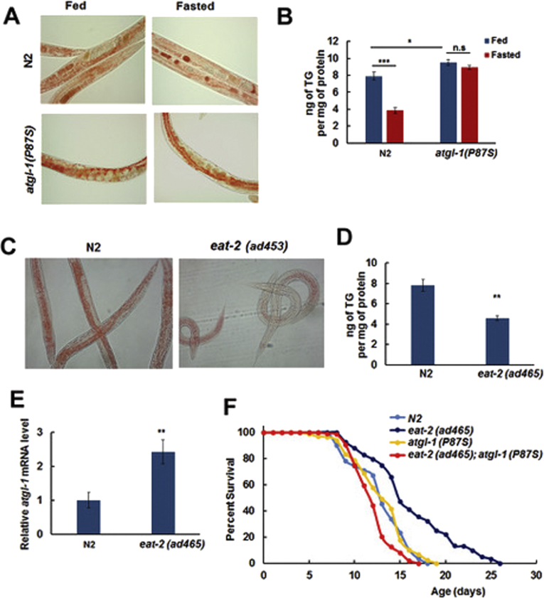 Figure 2