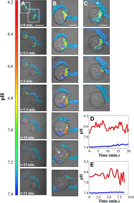 Figure 4.