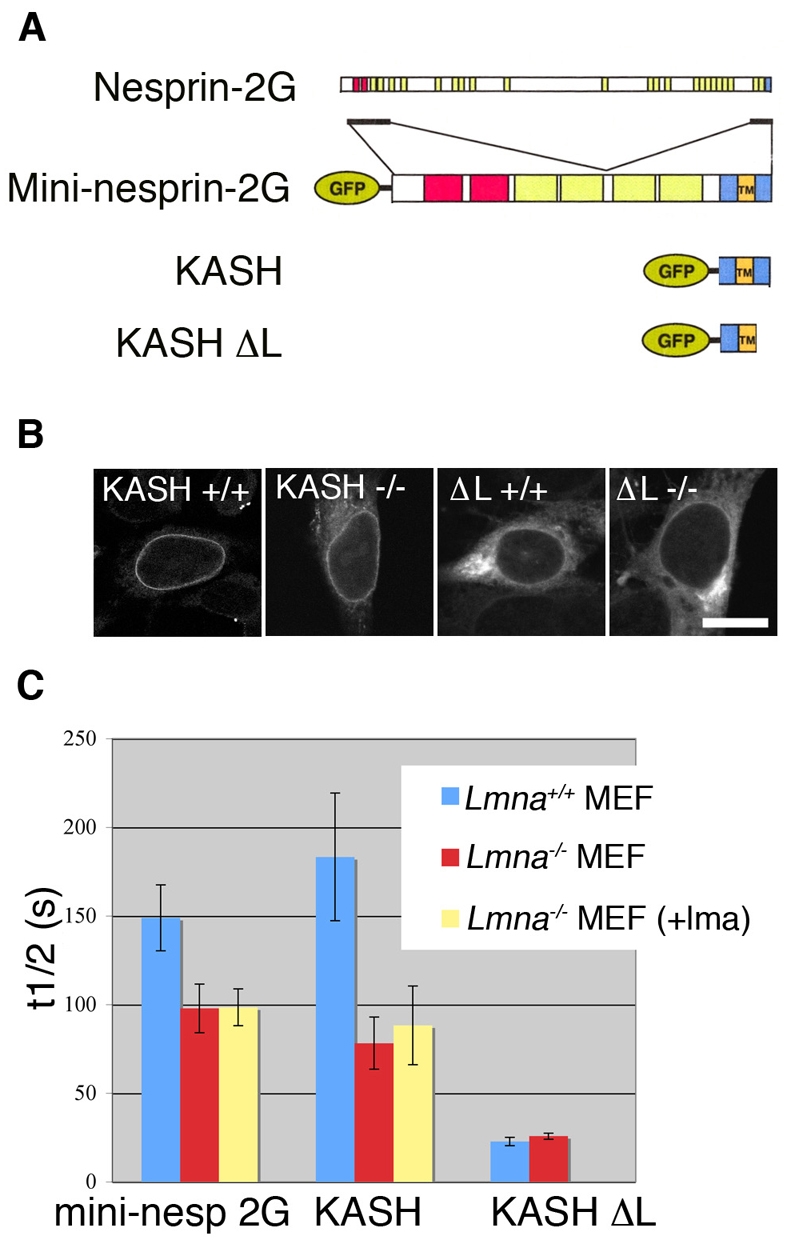 Fig. 8.