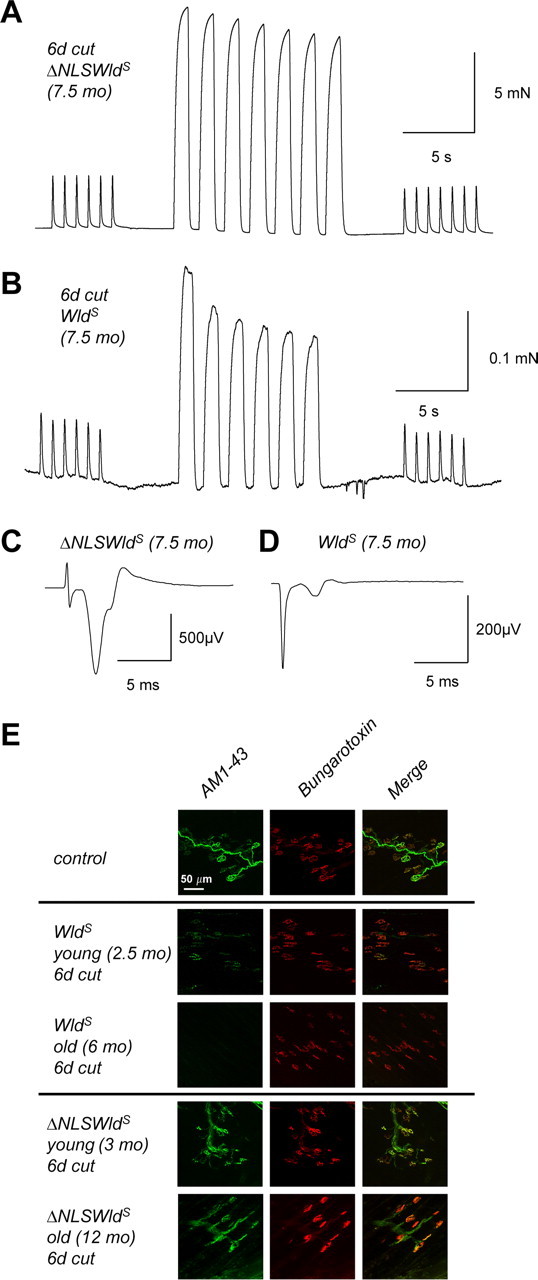 Figure 5.