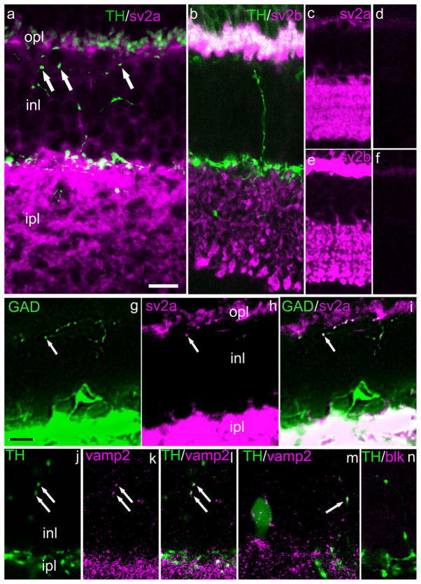 Fig. 12