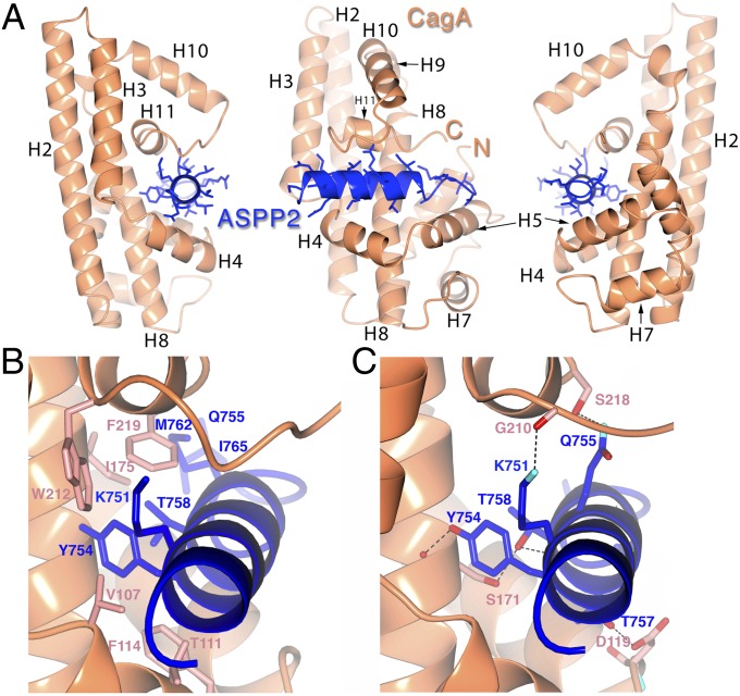 Fig. 2.